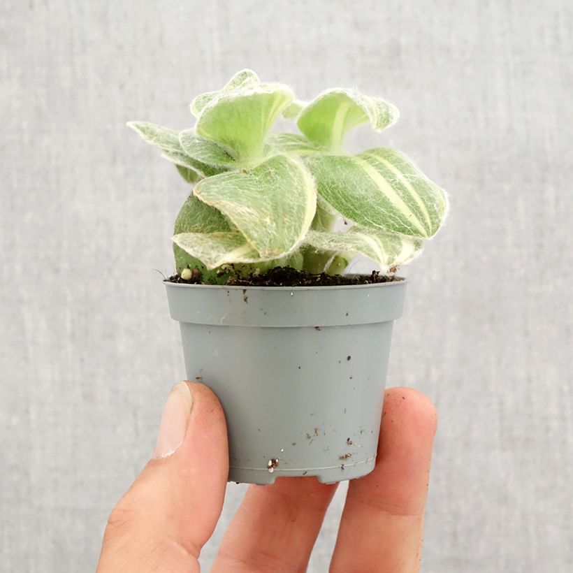 Tradescantia sillamontana Variegata - White velvet spiderwort Mini-plante sample as delivered in spring