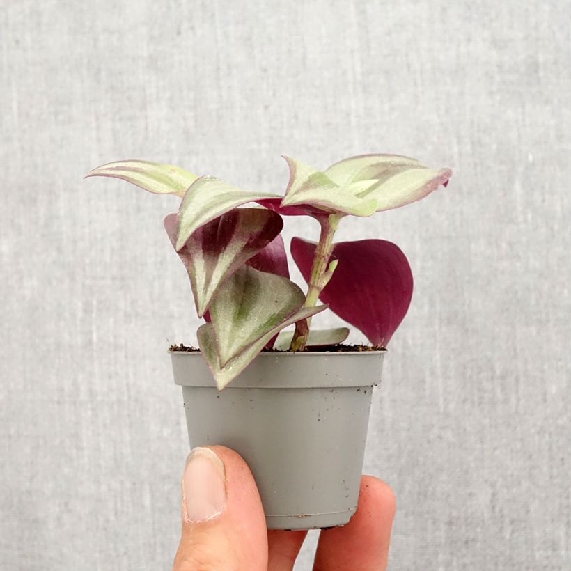 Tradescantia zebrina Pink Joy - Silver inch plant Mini-plante sample as delivered in spring