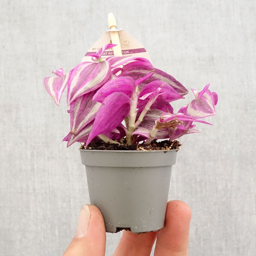 Tradescantia zebrina Pink Paradise - Silver inch plant Mini-plante sample as delivered in spring