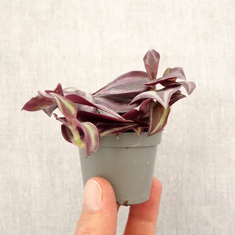 Tradescantia zebrina Purple Joy - Silver inch plant Mini-plante sample as delivered in spring