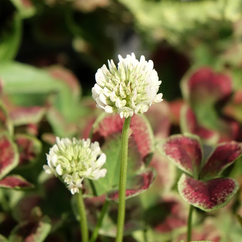Trifolium repens Estelle (Flowering)