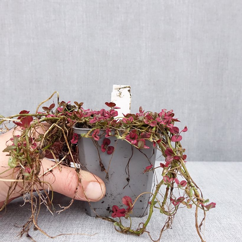 Trifolium repens Isabella - Trèfle - Godet de 8/9 cm sample as delivered in winter