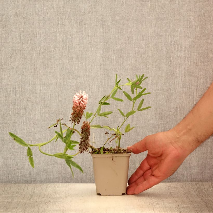 Trifolium rubens Peachy Pink 8/9 cm pot sample as delivered in summer
