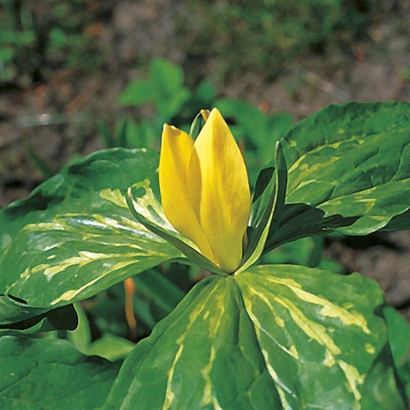 Trillium luteum (Flowering)