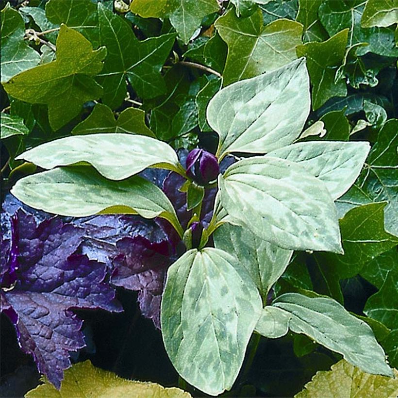 Trillium recurvatum (Flowering)
