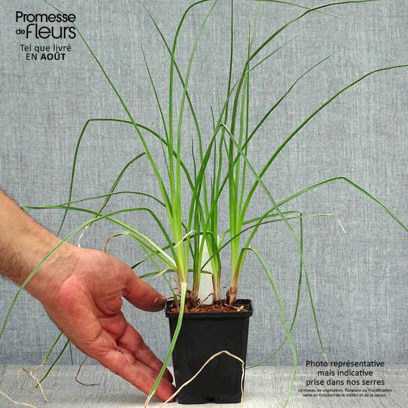 Kniphofia uvaria Nancys Red - Red Hot Poker 8/9 cm pot sample as delivered in summer