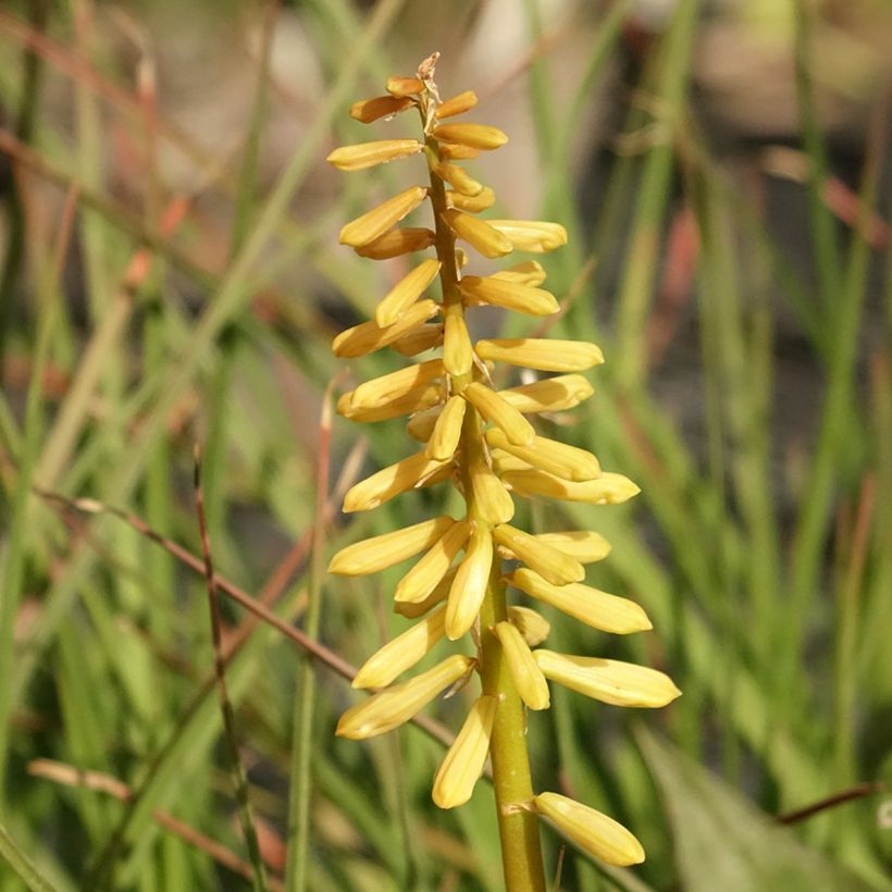 Kniphofia Pineapple Popsicle - Red Hot Poker (Flowering)