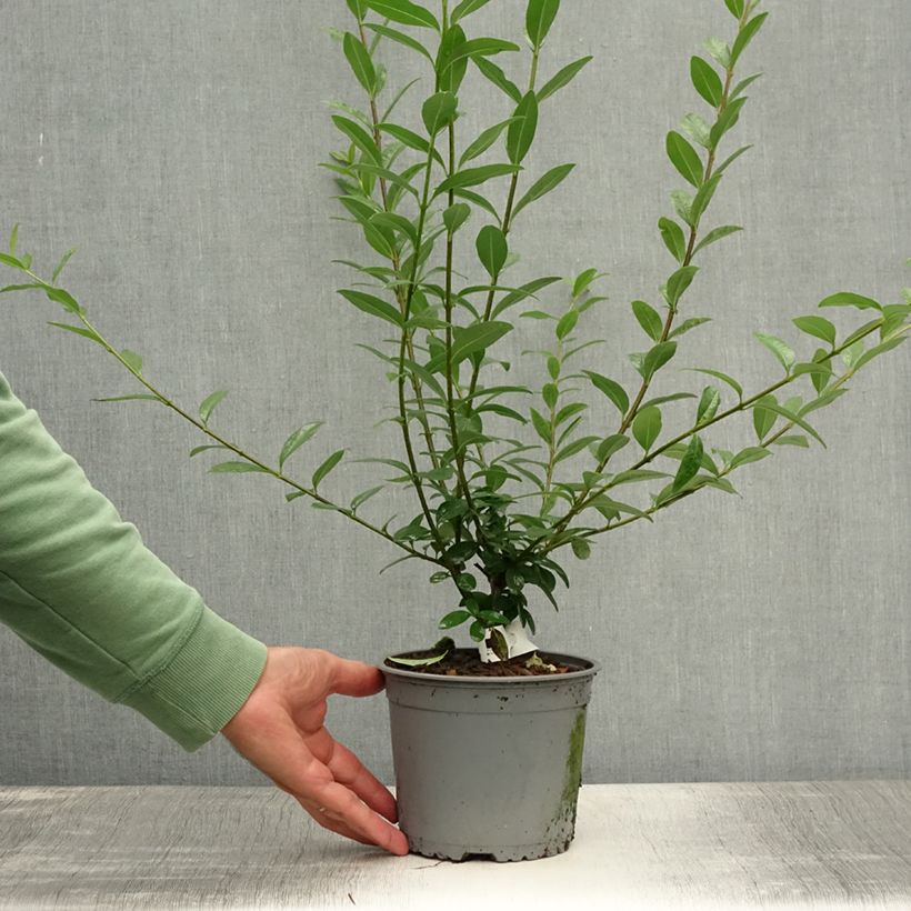Common Privet - Ligustrum vulgare Atrovirens Bare rootShipped height around 40/60cm sample as delivered in summer