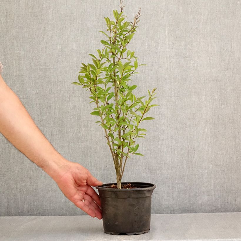 Common Privet - Ligustrum vulgare Atrovirens 2L/3L pot sample as delivered in summer