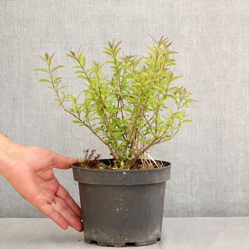 Common Privet - Ligustrum vulgare Lodense 3L/4L pot sample as delivered in summer
