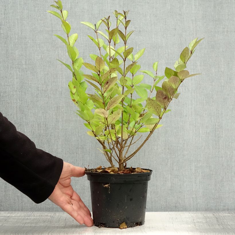 Golden Privet - Ligustrum vicaryi 2L/3L pot sample as delivered in autumn
