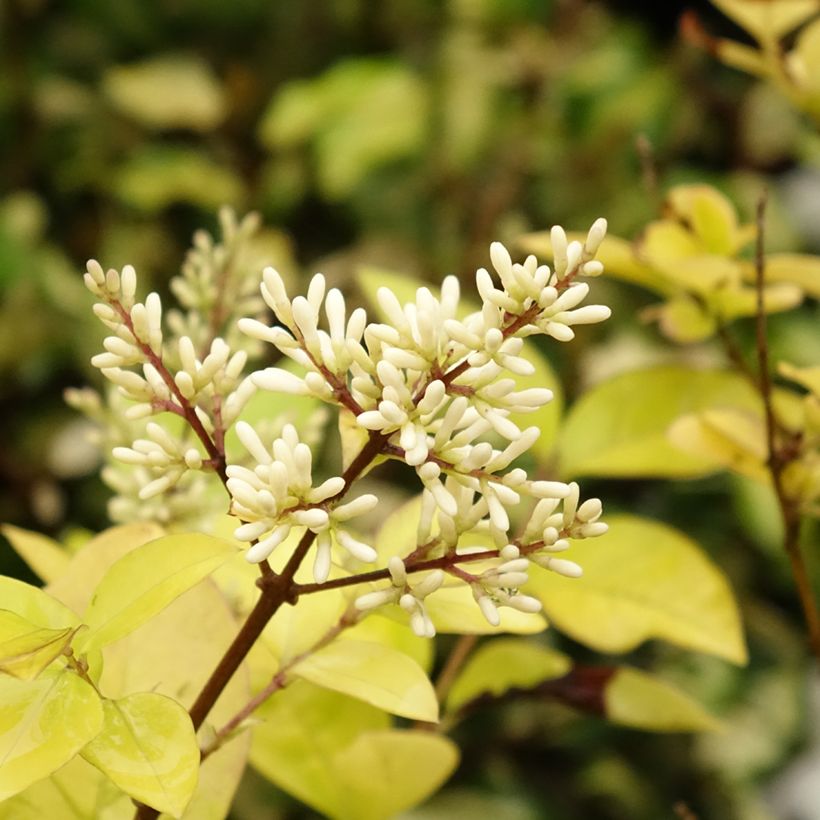 Golden Privet - Ligustrum vicaryi (Flowering)