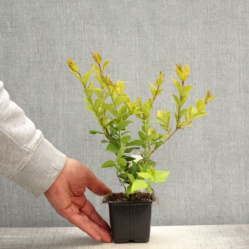 Golden Privet - Ligustrum vicaryi 8/9 cm potShipped height around 10/15cm sample as delivered in spring