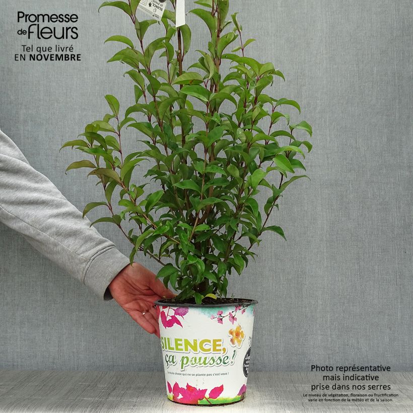 Troène du Japon - Ligustrum japonicum en 1.5L/2L sample as delivered in autumn