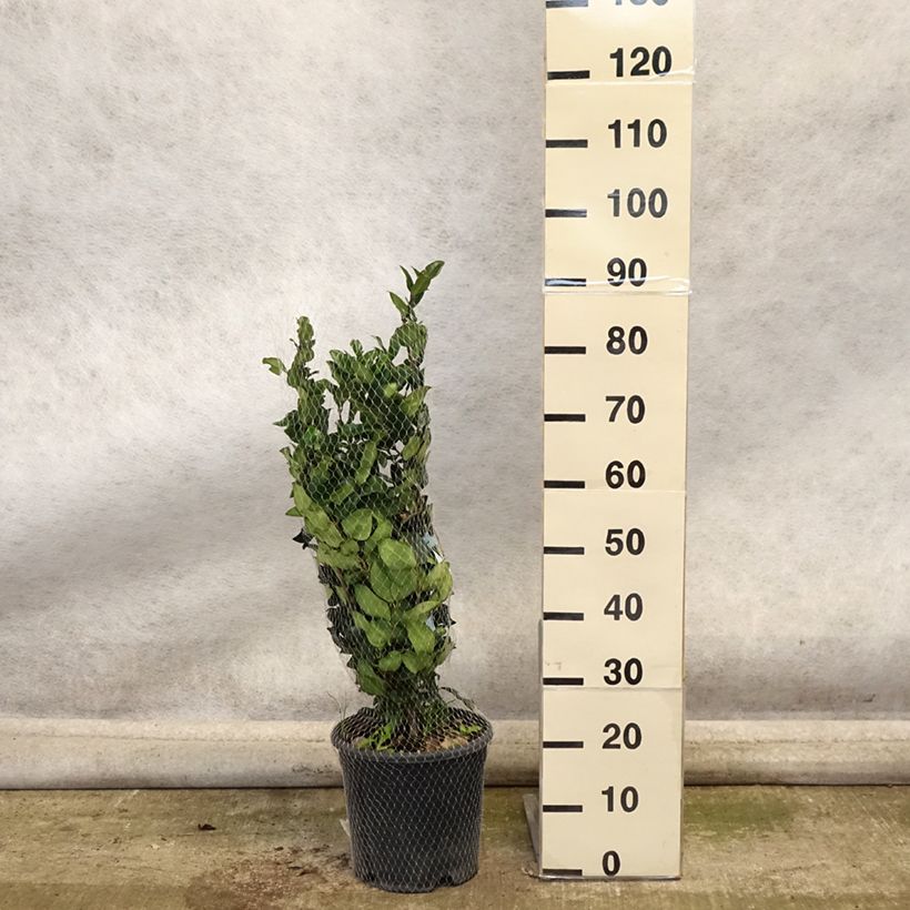 Ligustrum japonicum Texanum - Japanese Privet 7.5L/10L pot sample as delivered in autumn