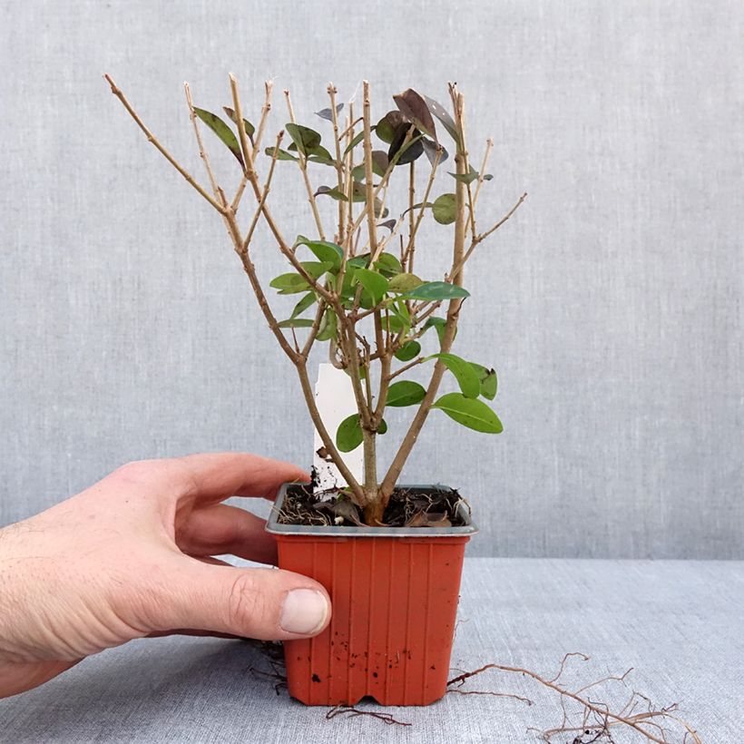 Ligustrum ovalifolium - Privet 8/9 cm pot sample as delivered in winter