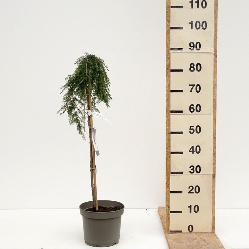 Tsuga heterophylla Thorsen's Weeping - Western Hemlock 4L/5L potShipped height around 60/80cm sample as delivered in spring