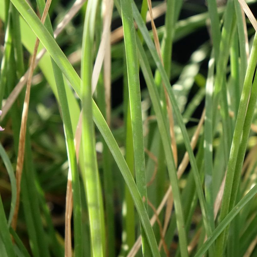 Tulbaghia violacea Dark Star - Society garlic (Foliage)
