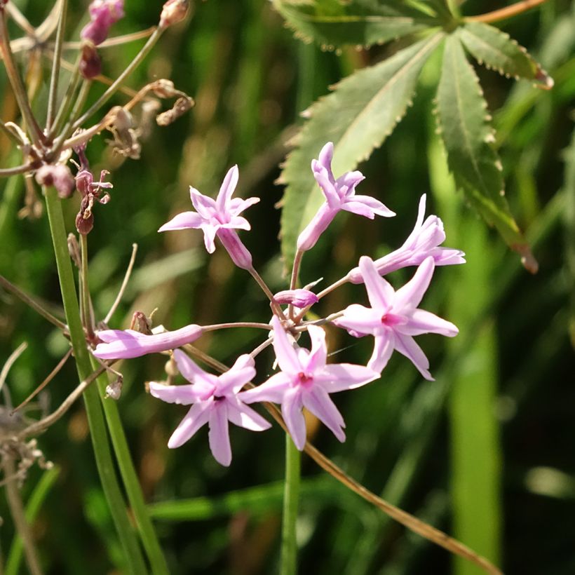 Tulbaghia violacea Dark Star - Society garlic (Flowering)