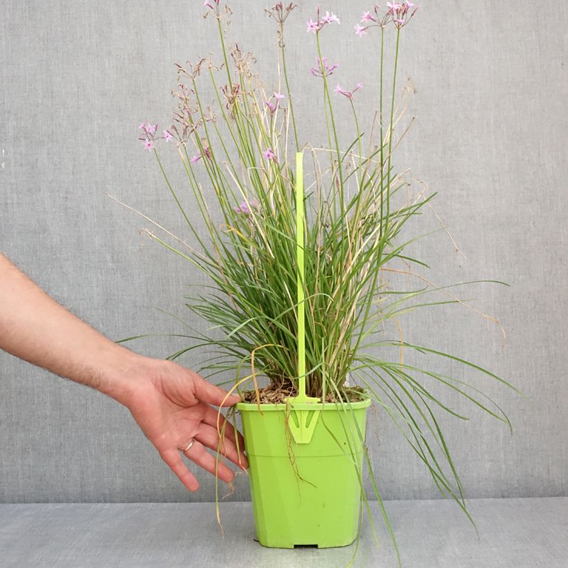 Tulbaghia violacea Dark Star - Society garlic 3L/4L pot sample as delivered in summer