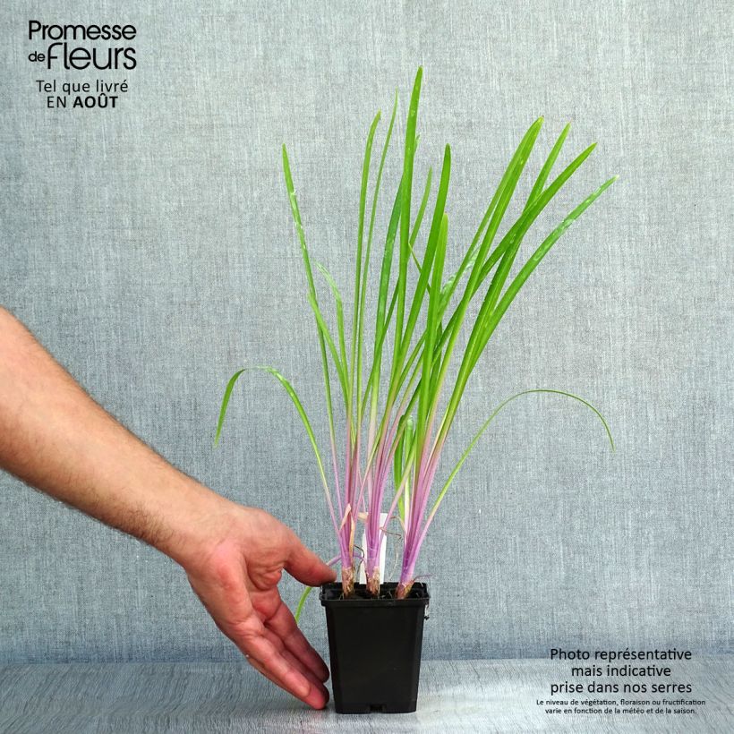 Tulbaghia violacea Flamingo 8/9 cm pot sample as delivered in summer