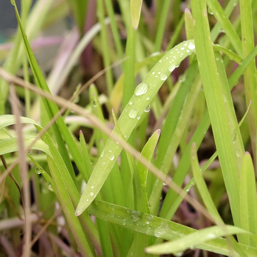Tulbaghia violacea Flamingo (Foliage)