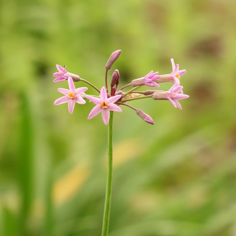 Tulbaghia violacea var. maritima x simmleri Himba (Flowering)