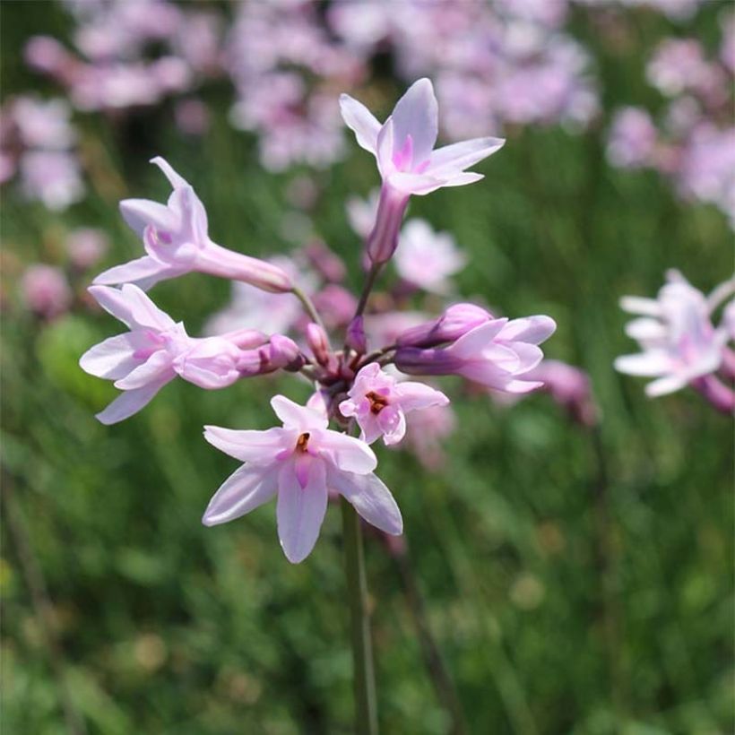 Tulbaghia violacea Ashanti - Society Garlic (Flowering)