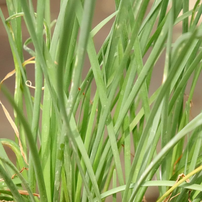 Tulbaghia violacea Ashanti - Society Garlic (Foliage)