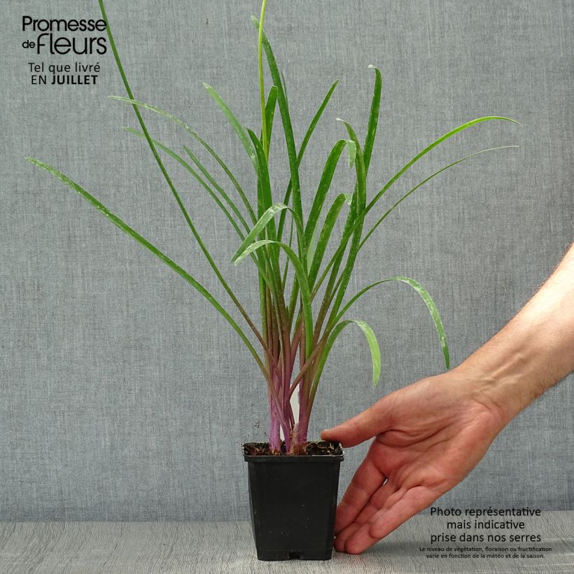Tulbaghia violacea Kilimanjaro 8/9 cm pot sample as delivered in summer