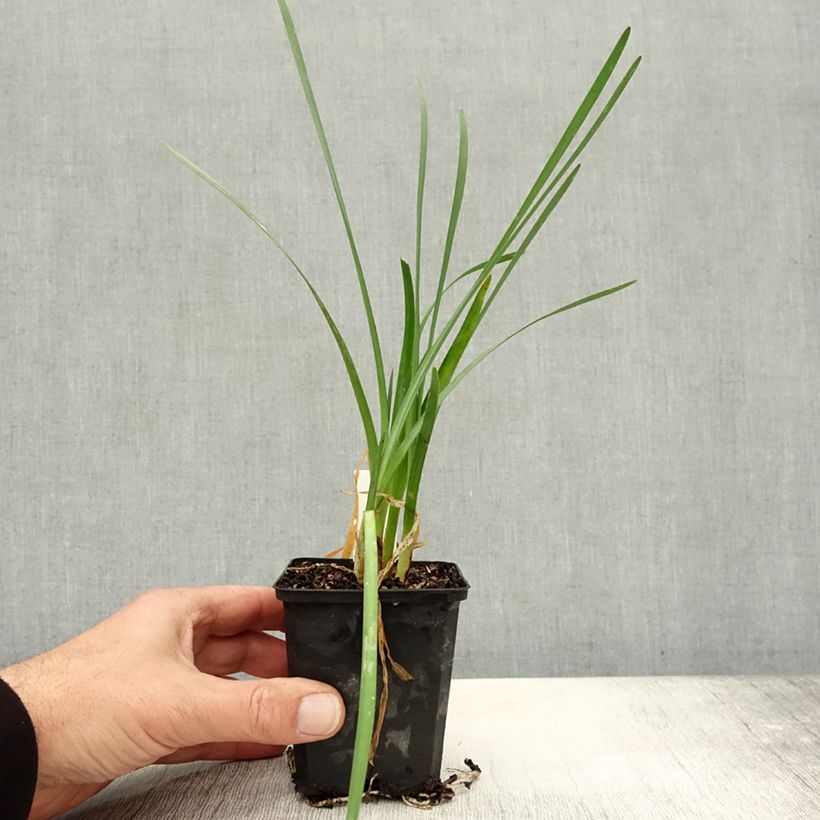 Tulbaghia violacea Pearl 8/9 cm pot sample as delivered in autumn