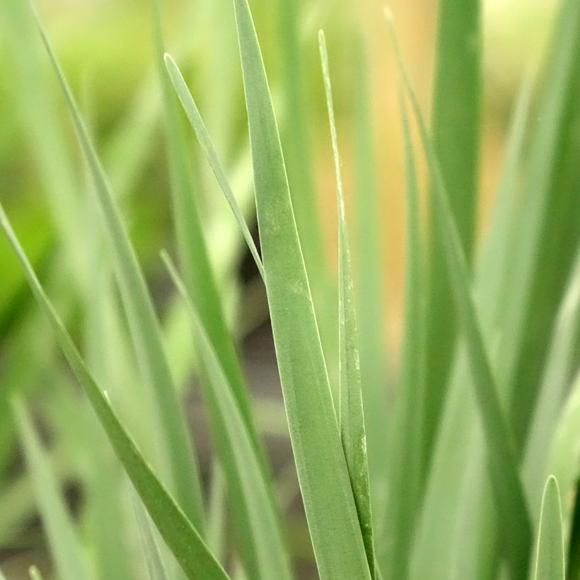 Tulbaghia violacea Pearl (Foliage)