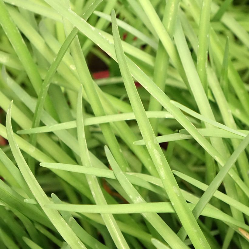 Tulbaghia violacea - Society Garlic (Foliage)