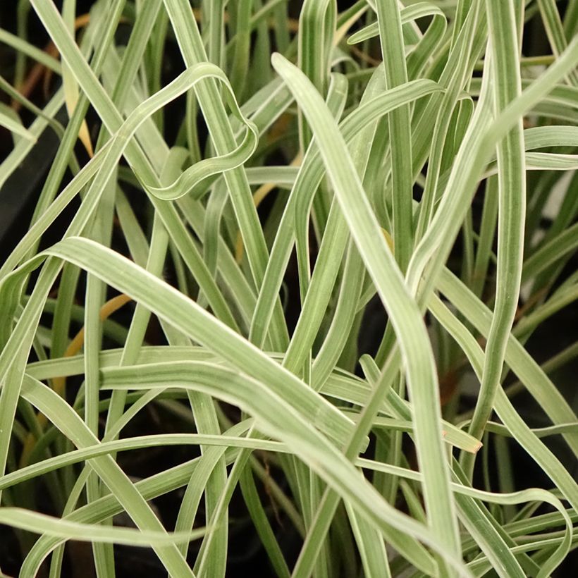 Tulbaghia violacea Silver Lace - Society Garlic (Foliage)