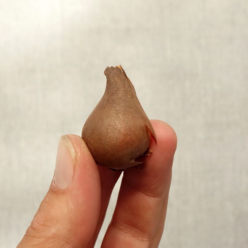 Tulipa acuminata  Bulb size 8+ sample as delivered in autumn