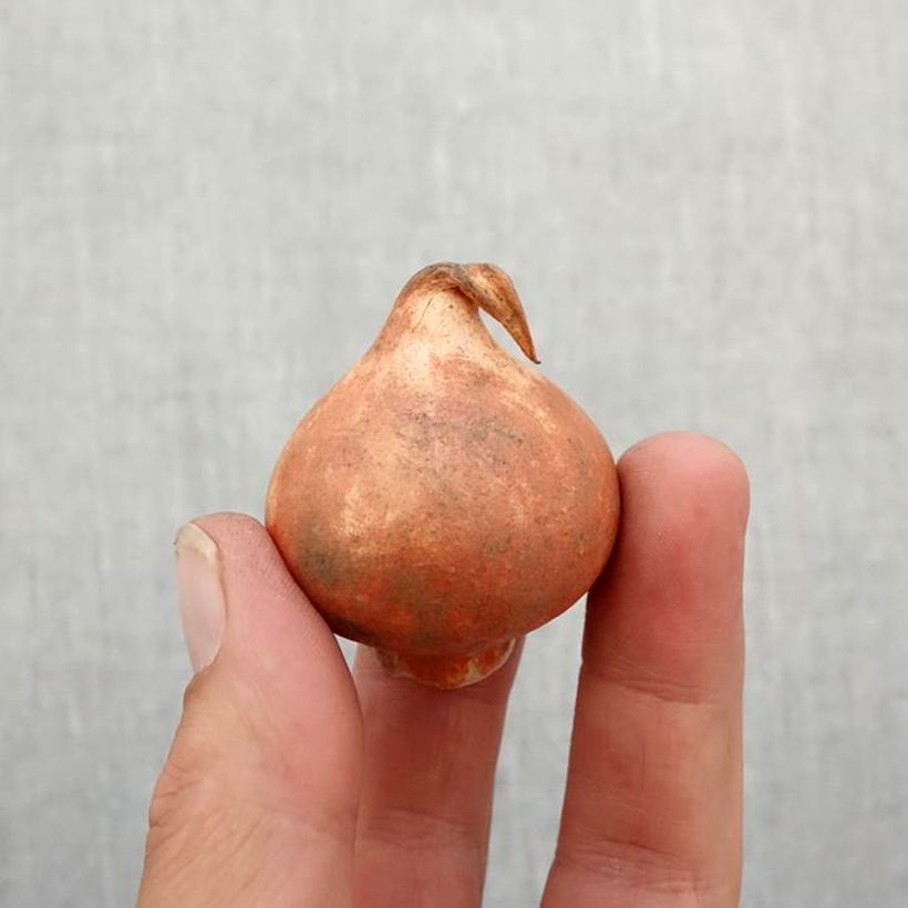Tulipa Corsage Bulb size 11+ sample as delivered in autumn