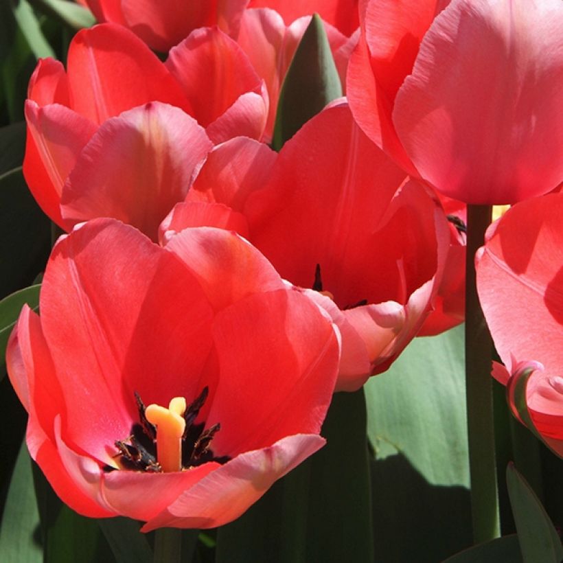 Tulipa praestans 'Unicum' (Flowering)
