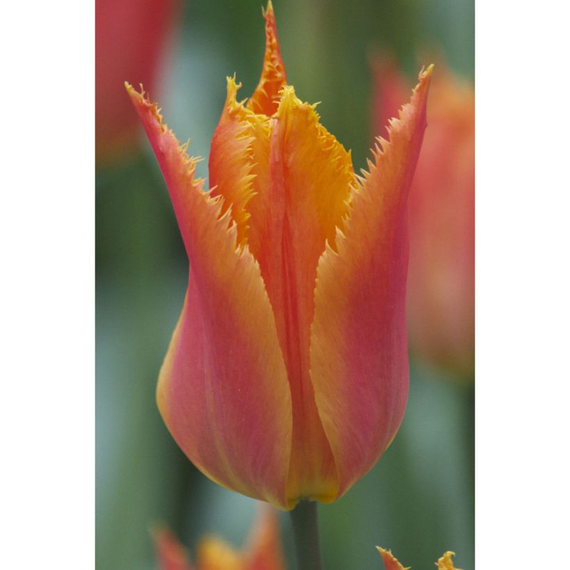 Tulipa crispa 'Alexandra' (Flowering)