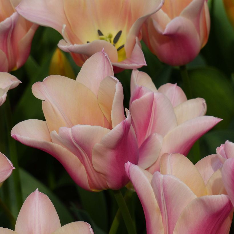 Tulipa Sanne - Lily flowering Tulip (Flowering)