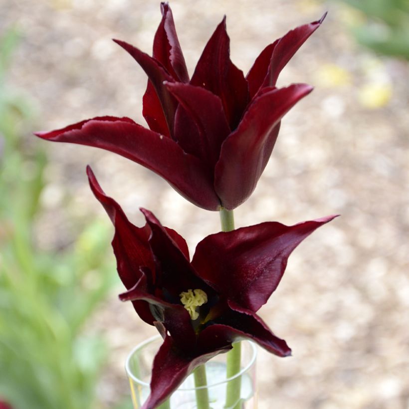 Tulipa 'Sarah Raven' (Flowering)