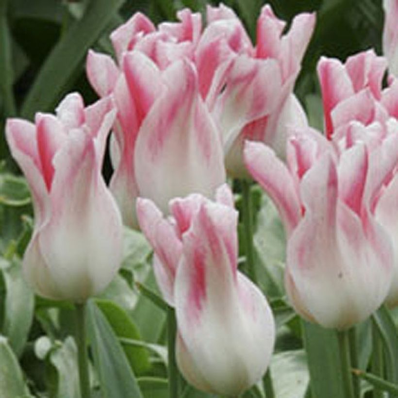 Tulipa Holland Chic - Lily-flowered Tulip (Flowering)