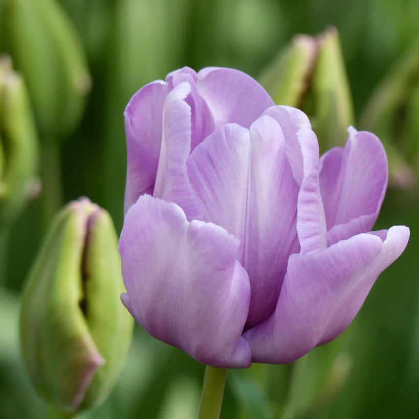 Tulipa James Last - Parrot Tulip (Flowering)