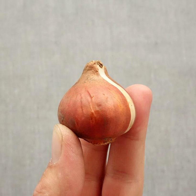 Tulipa Blushing Lady - Early simple Tulip Bulb size 11+ sample as delivered in autumn