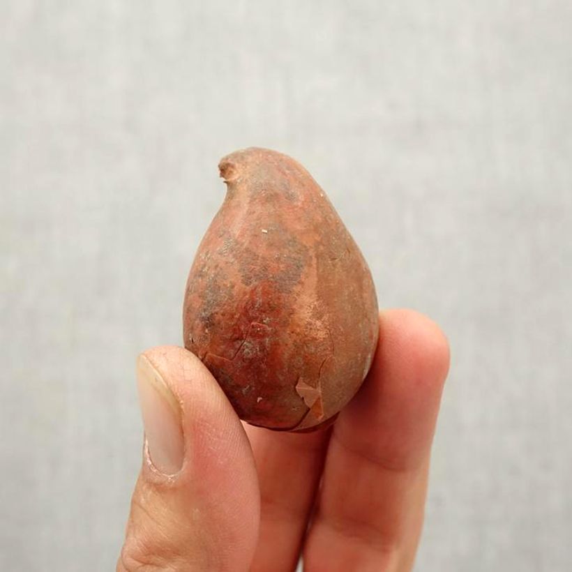Tulipa Renown - Early simple Tulip Bulb size 10/12 sample as delivered in autumn
