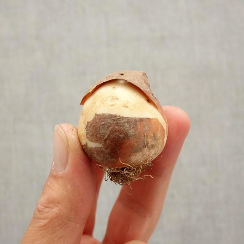 Tulipa 'Pink Proud' Bulb size 12+ sample as delivered in autumn