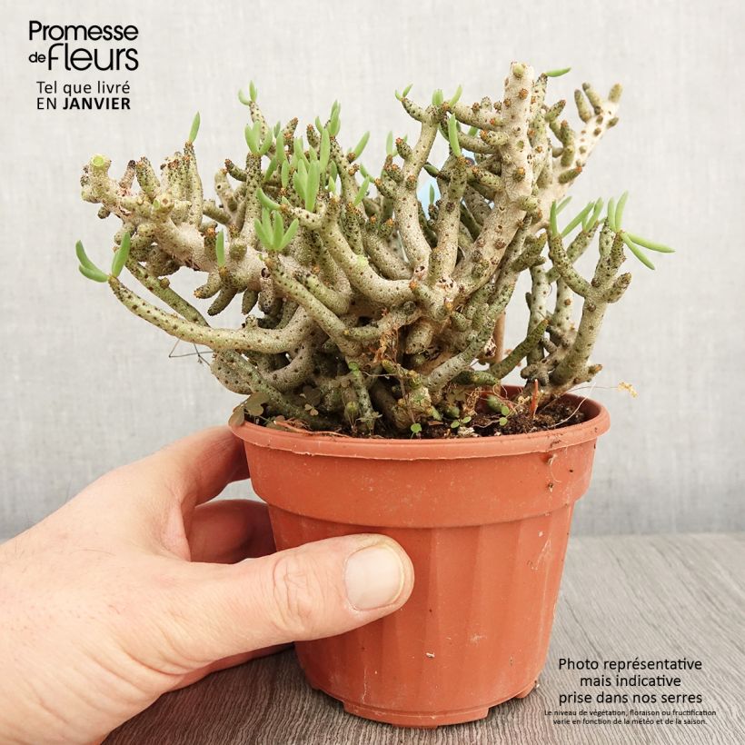 Tylecodon bucholzianus Pot de 13 cm sample as delivered in winter