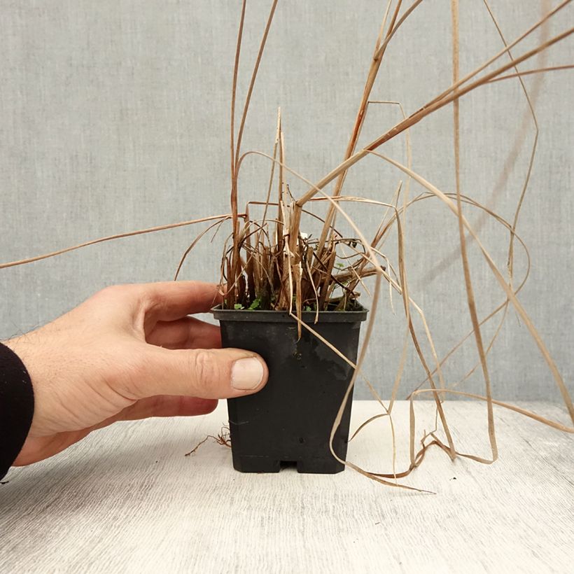 Typha angustifolia - Narrowleaf Cattail 8/9 cm pot sample as delivered in autumn