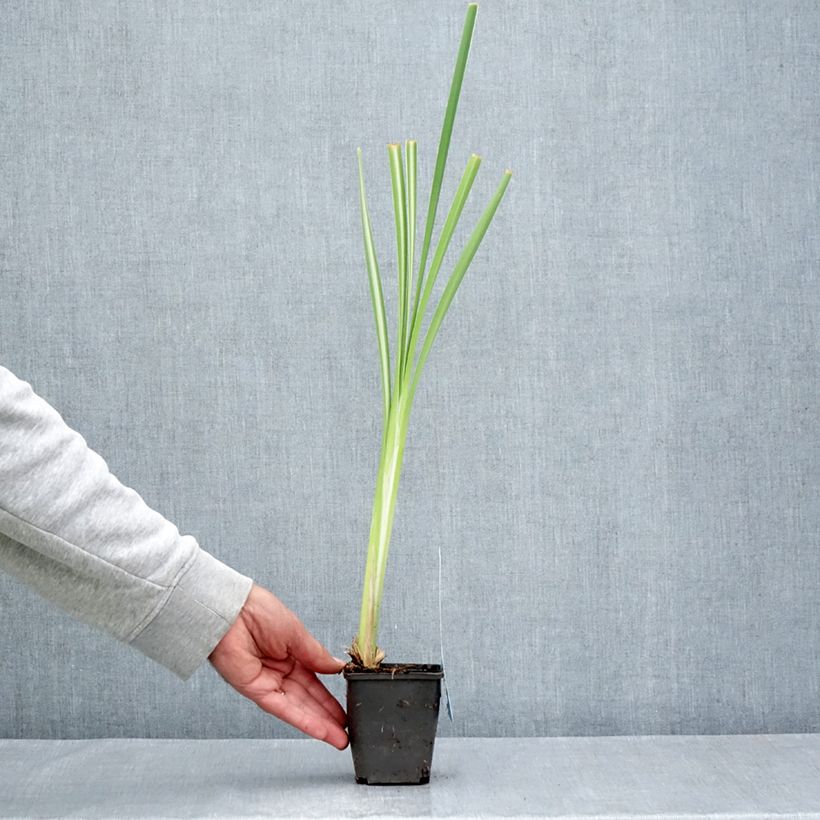 Typha latifolia Variegata 8/9 cm pot sample as delivered in summer