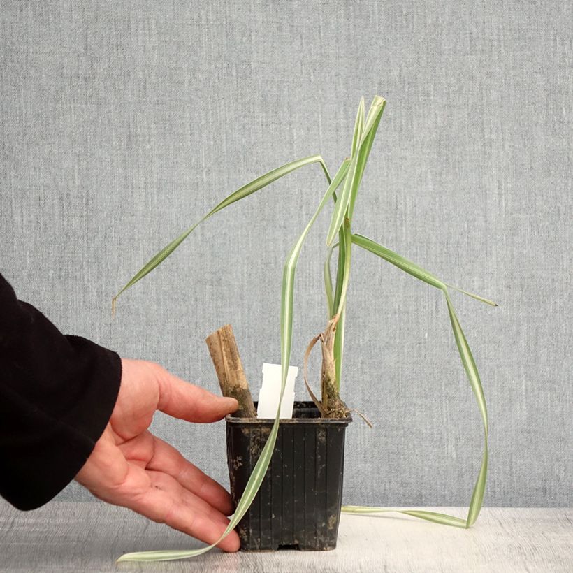 Typha latifolia Variegata sample as delivered in spring