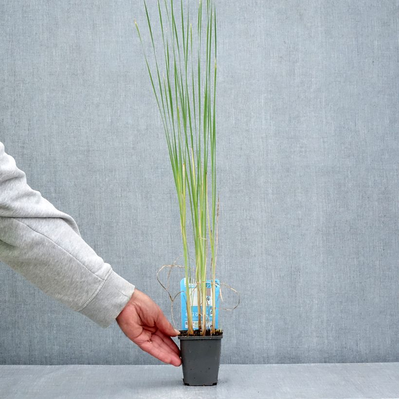Typha laxmannii - Cattail 8/9 cm pot sample as delivered in summer